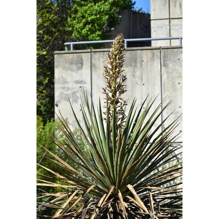 Yucca arizonica - Sahuiliqui yucca