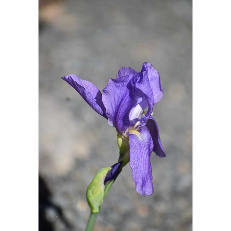 Iris croatica