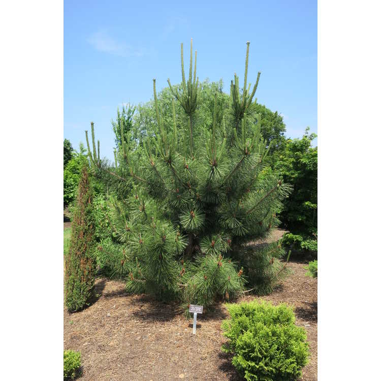 Pinus thunbergii 'Frosty Patches' - Japanese black pine