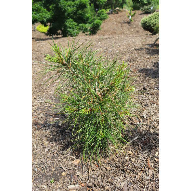 <em>Pinus bungeana</em>