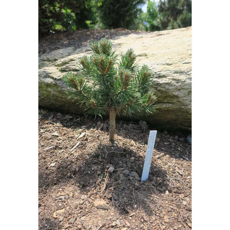 <em>Pinus uncinata</em> 'Zelenac'
