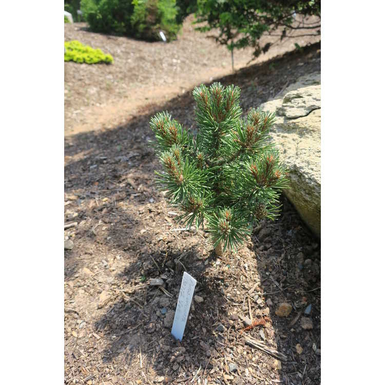 Pinus uncinata 'Zelenac'