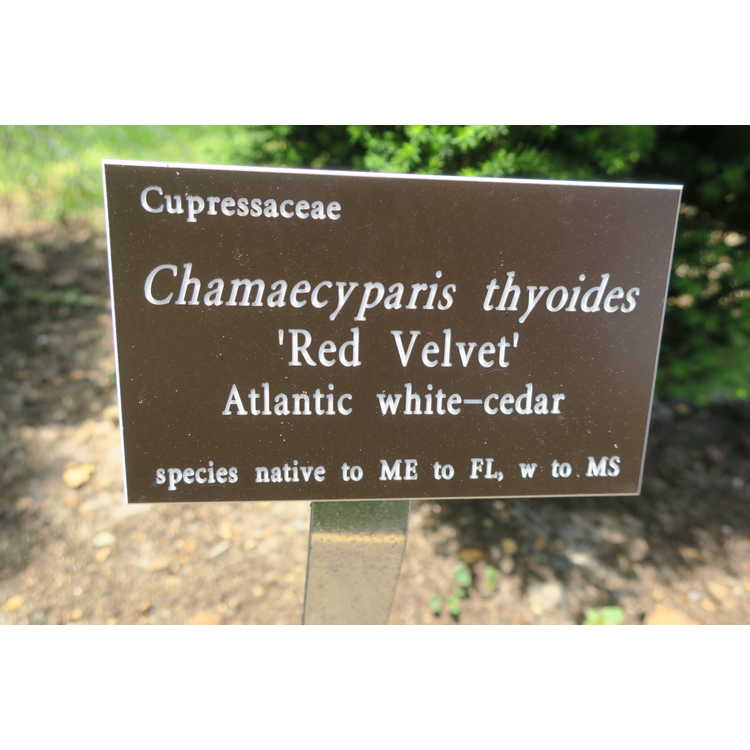 Chamaecyparis thyoides 'Red Velvet'