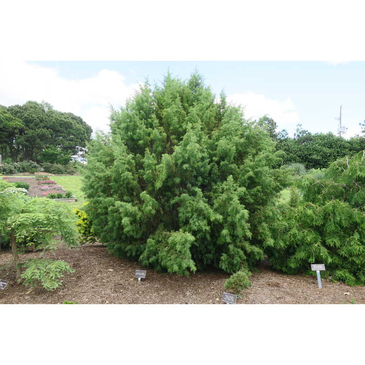Juniperus cedrus - Canary Islands juniper