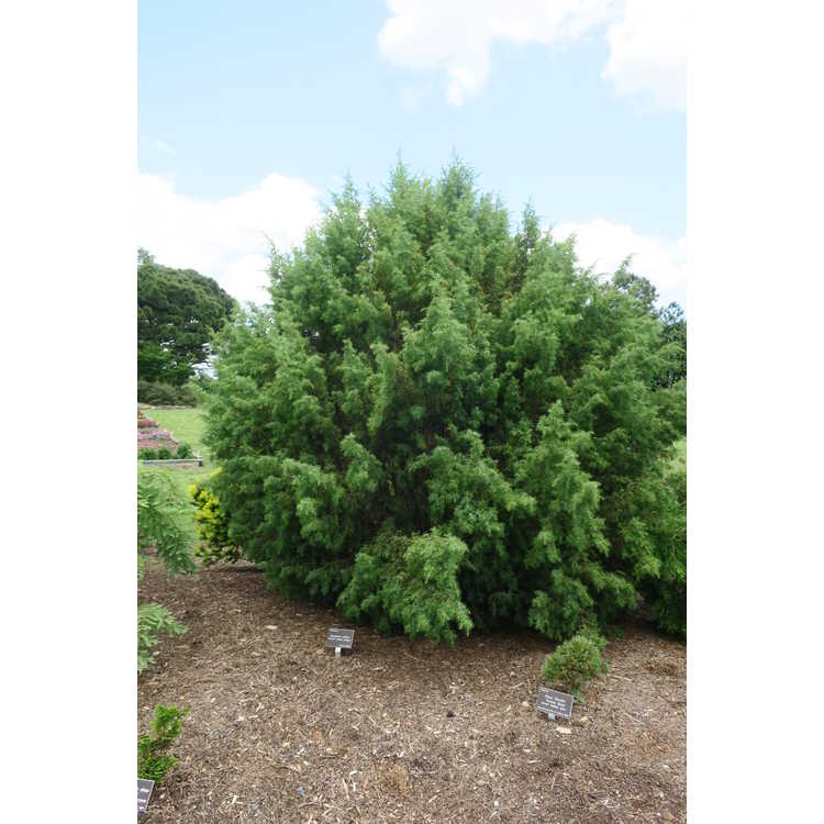 Juniperus cedrus - Canary Islands juniper