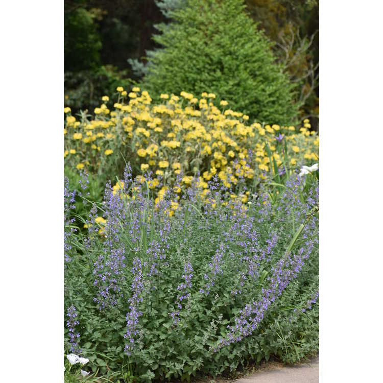Nepeta 'Six Hills Giant' - giant catmint