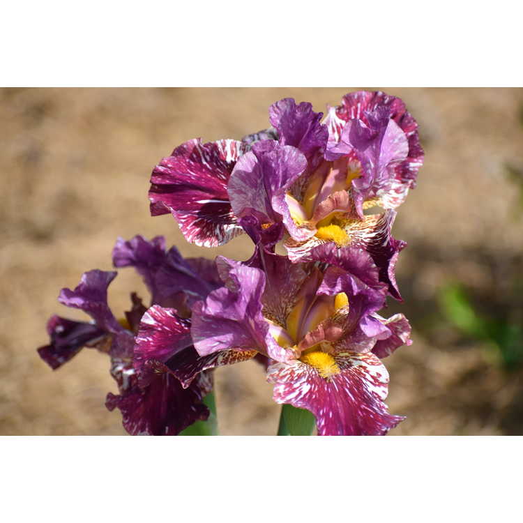 Iris 'Kinkajou Shrew' - tall bearded iris
