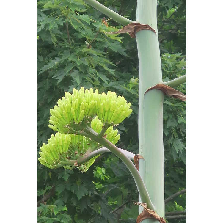 Agave asperrima - rough agave