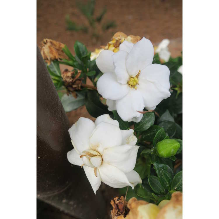 Gardenia 'Prince Charles' - everblooming gardenia