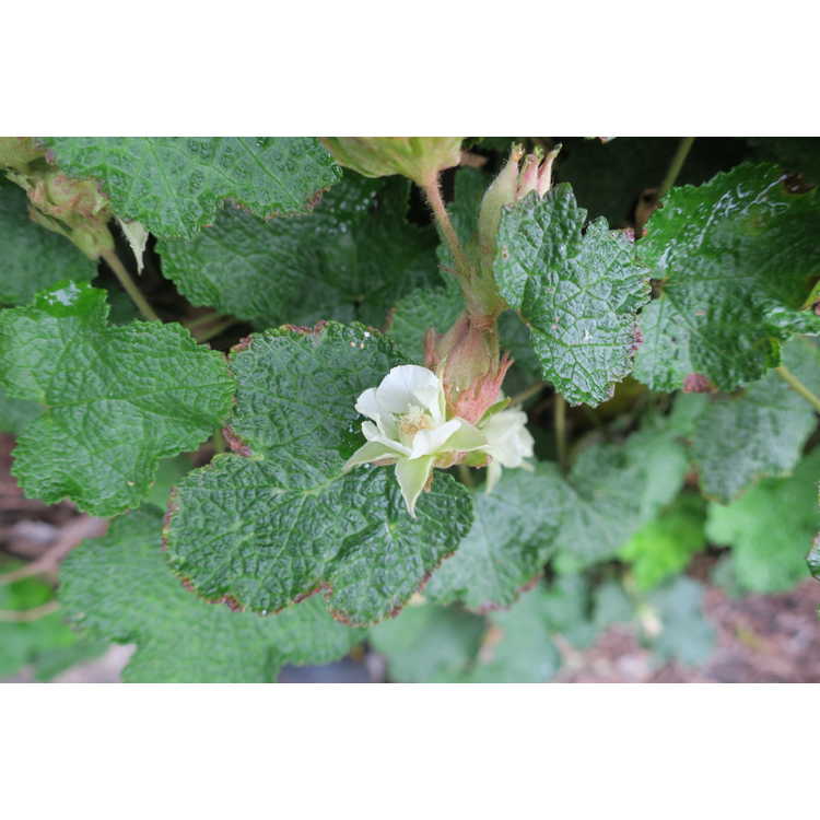 Rubus rolfei