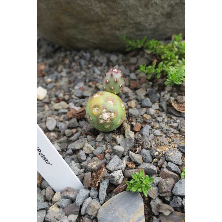 Opuntia fragilis 'Potato'