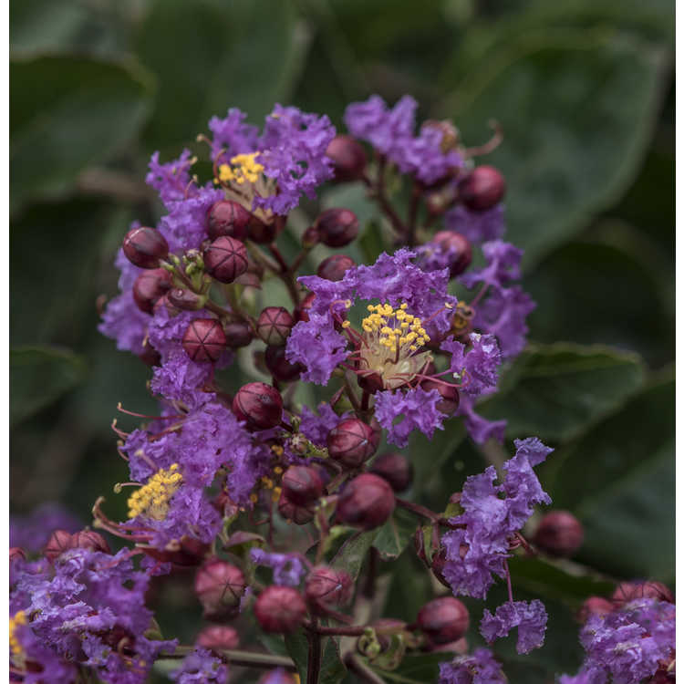 Lagerstroemia (Cp12ds485)