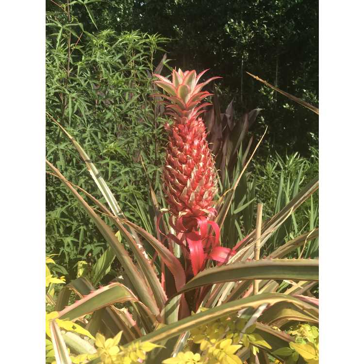 variegated pineapple