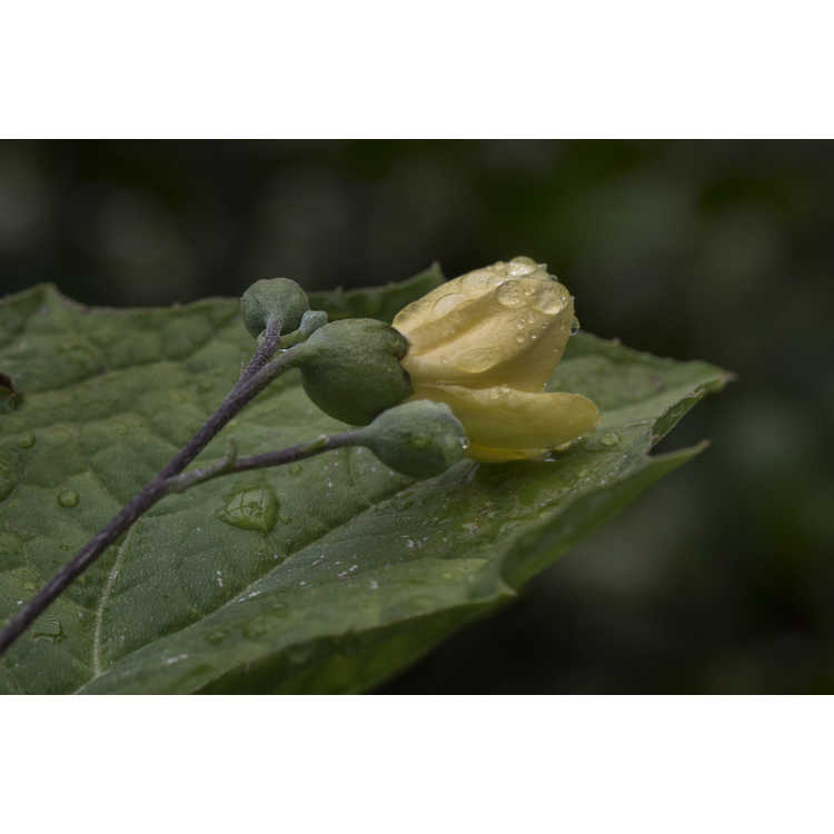 Kirengeshoma palmata (white flush) - yellow waxbells