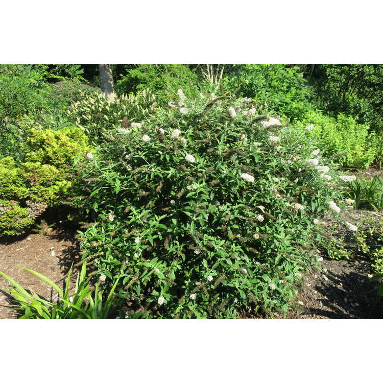 compact butterfly bush