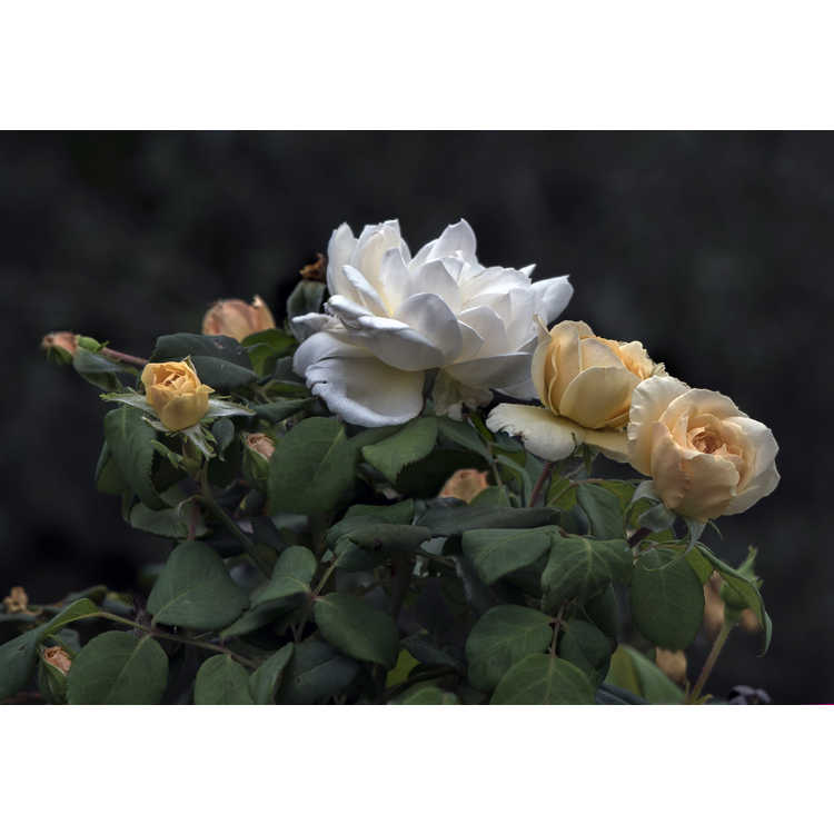 Rosa 'Ausquest' - Crocus Rose shrub rose