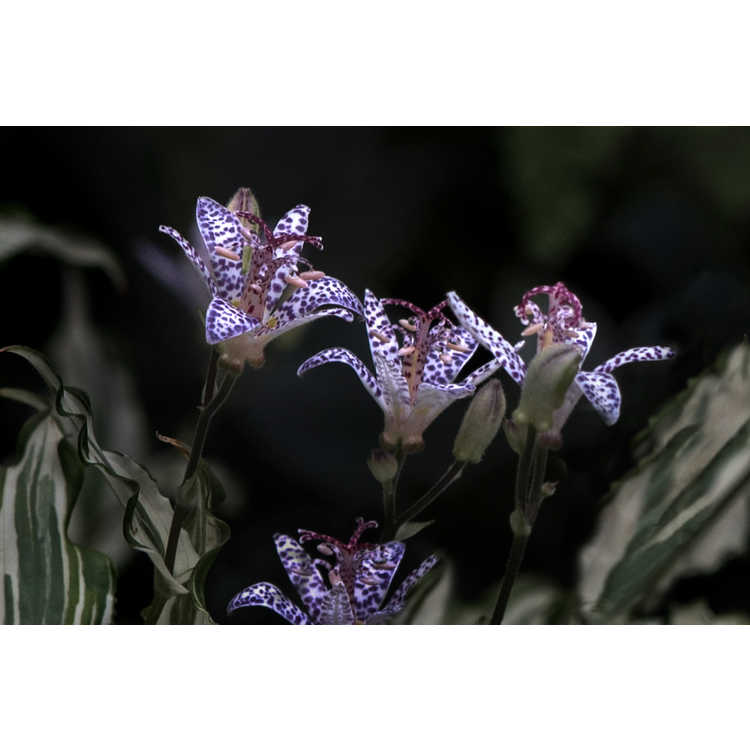 Tricyrtis Imperial Banner