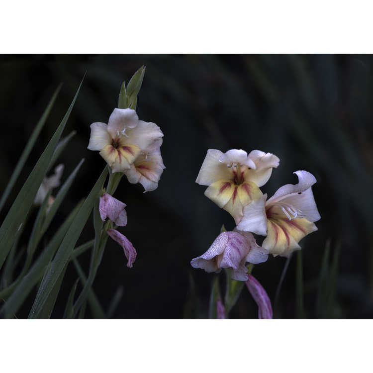 Gladiolus nanus 'Halley'
