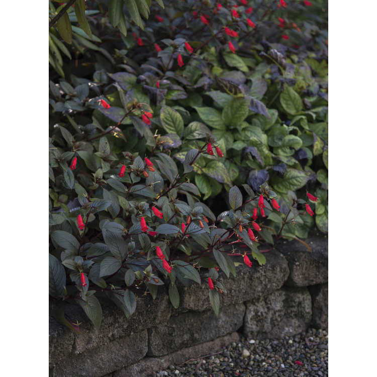 Seemannia 'Little Red' - hardy gloxinia