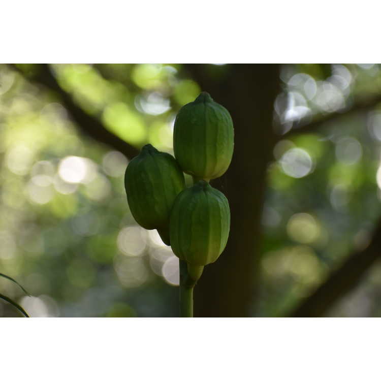 Cardiocrinum cathayanum - Himalayan lily