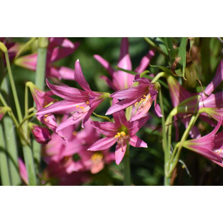 Rhodophiala bifida var. spathacea - pink oxblood-lily