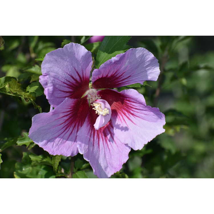 Hibiscus syriacus Gandini Santiago Purple Pillar