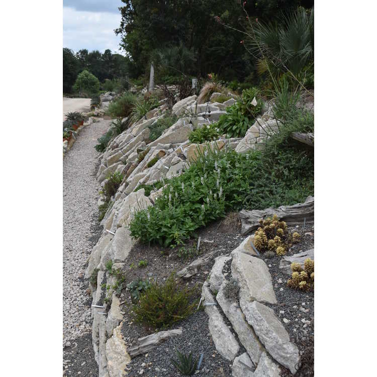 Juniper Level Botanic Garden