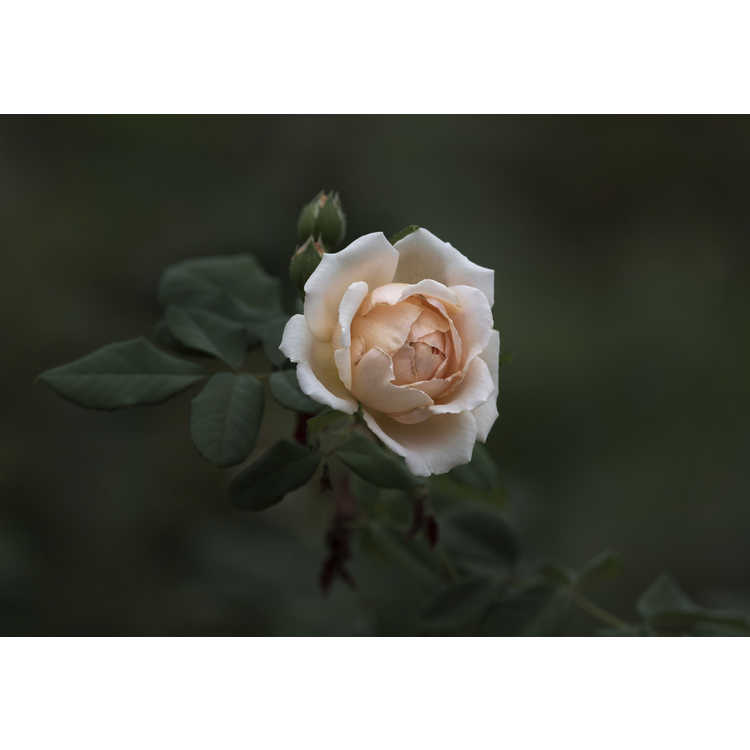 Rosa 'Auswinter' - Crown Princess Margareta climbing English rose