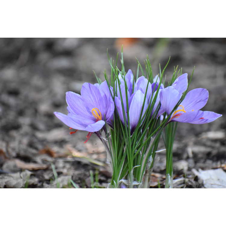Crocus sativus - saffron crocus