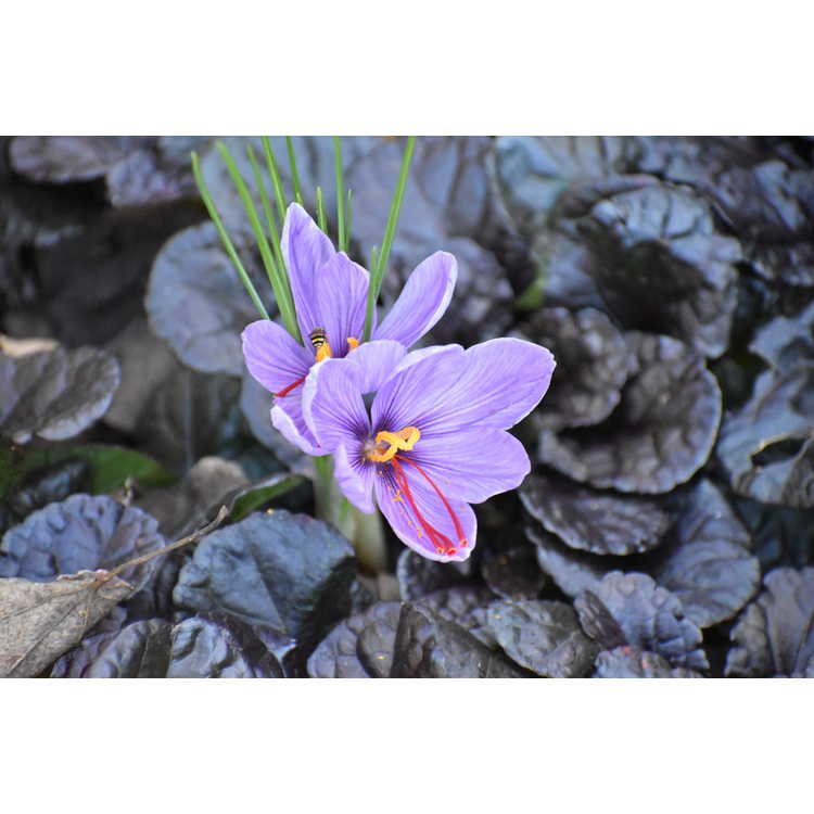 Crocus sativus - saffron crocus