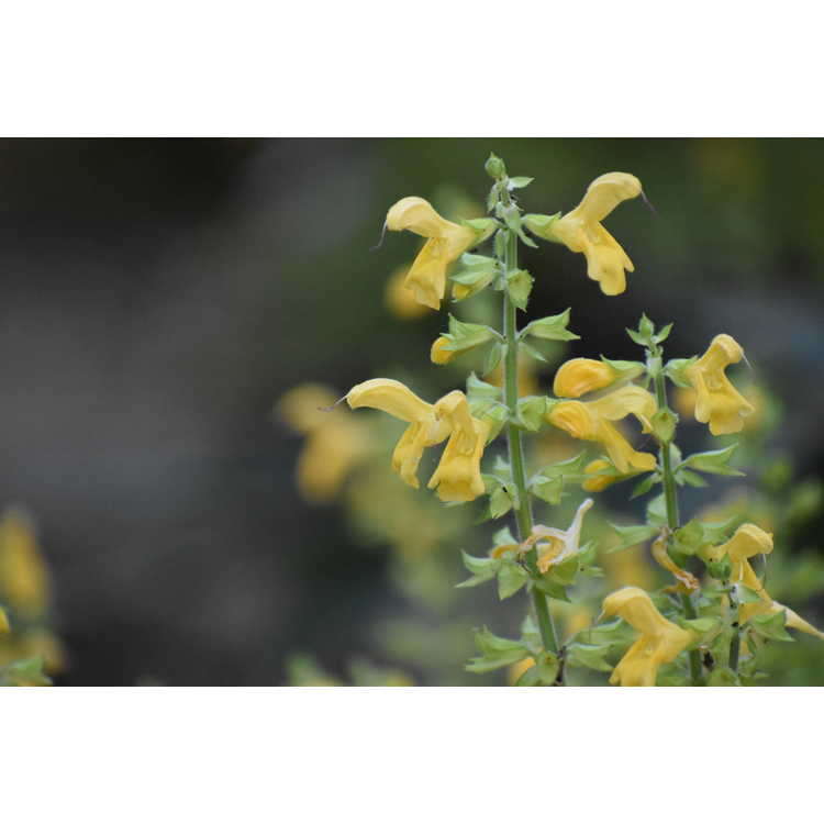 Salvia nipponica var. formosana - Taiwan woodland sage