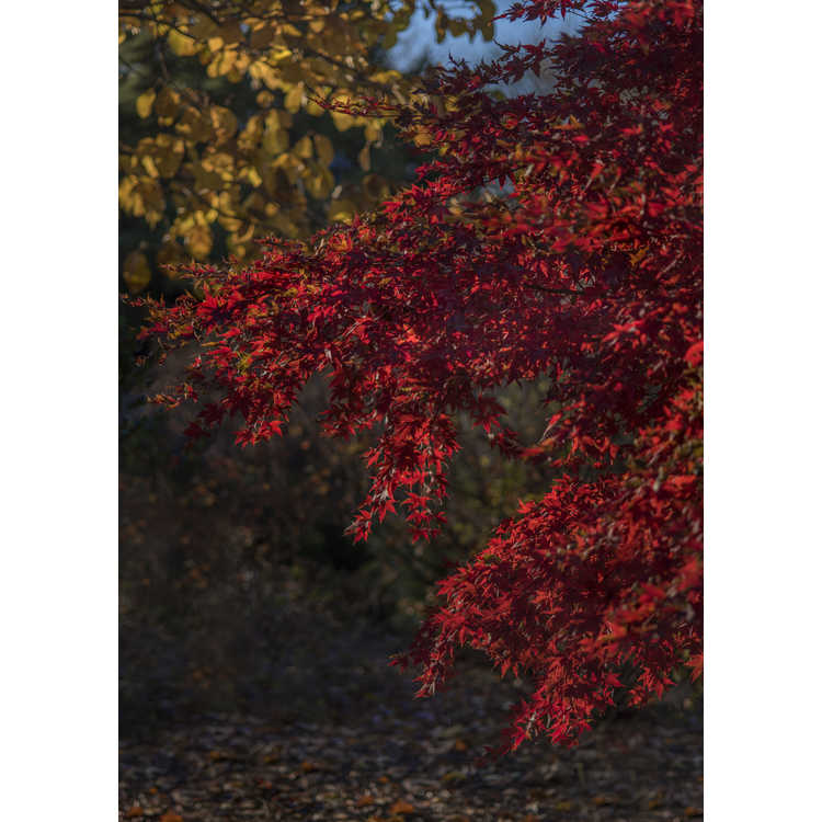 Acer palmatum 'Red Baron'