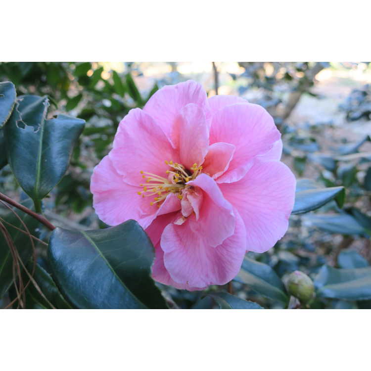 Camellia ×vernalis 'Egao Corkscrew'