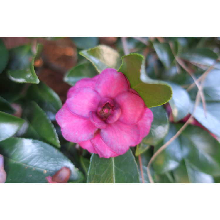 Camellia ×hiemalis 'Green's Blues' - hybrid camellia