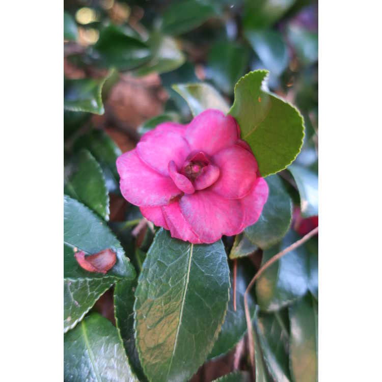 Camellia ×hiemalis 'Green's Blues' - hybrid camellia