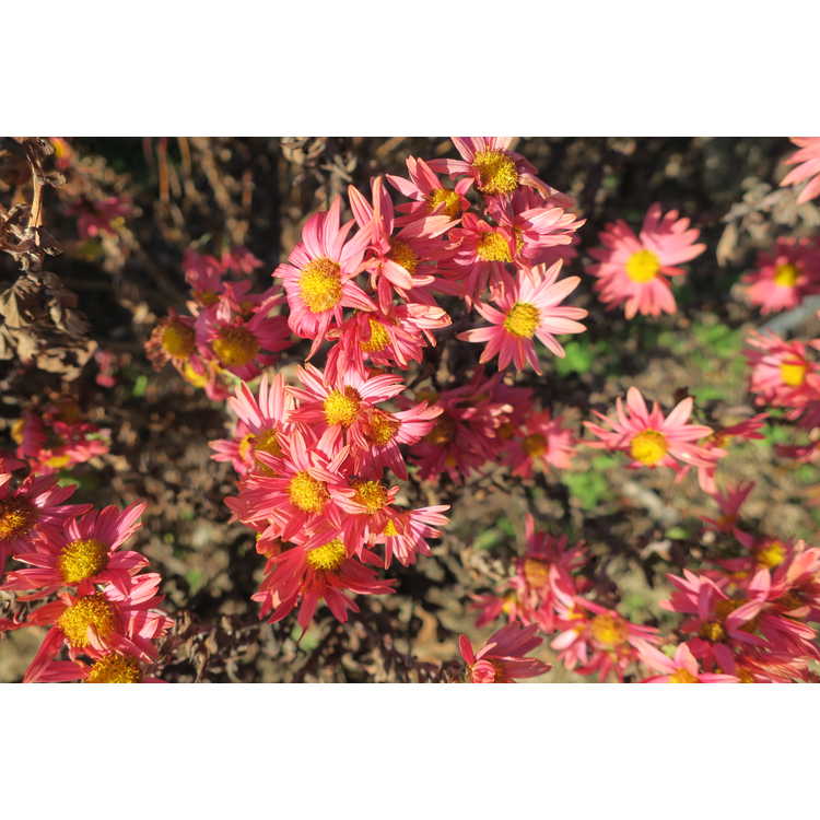 Chrysanthemum (single red) - single red daisy mum