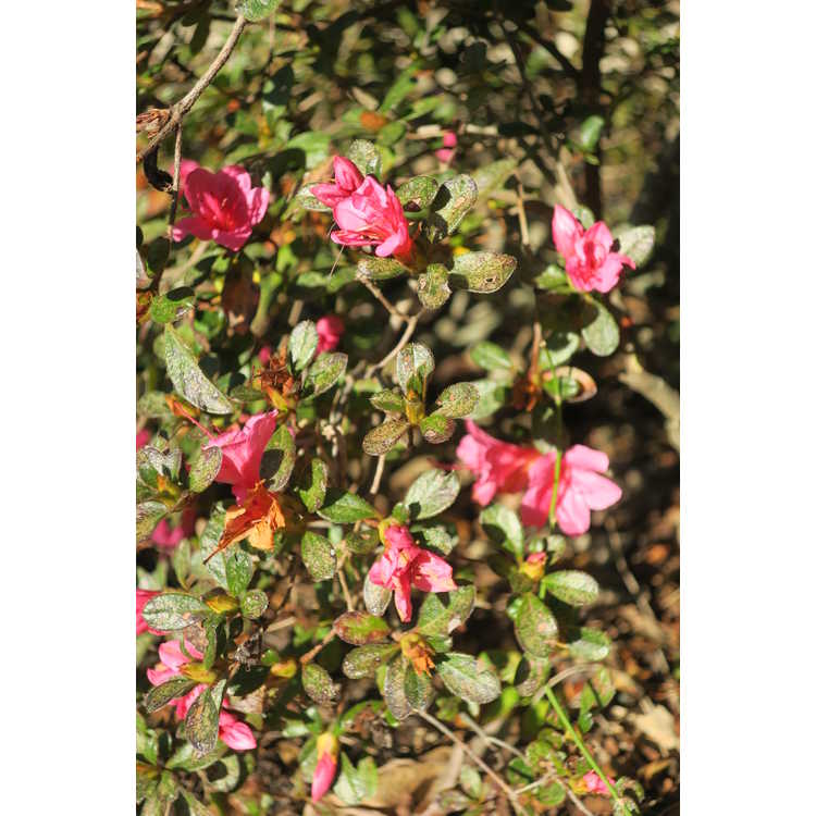 Rhododendron 'Conlef' - Autumn Cheer Encore® azalea