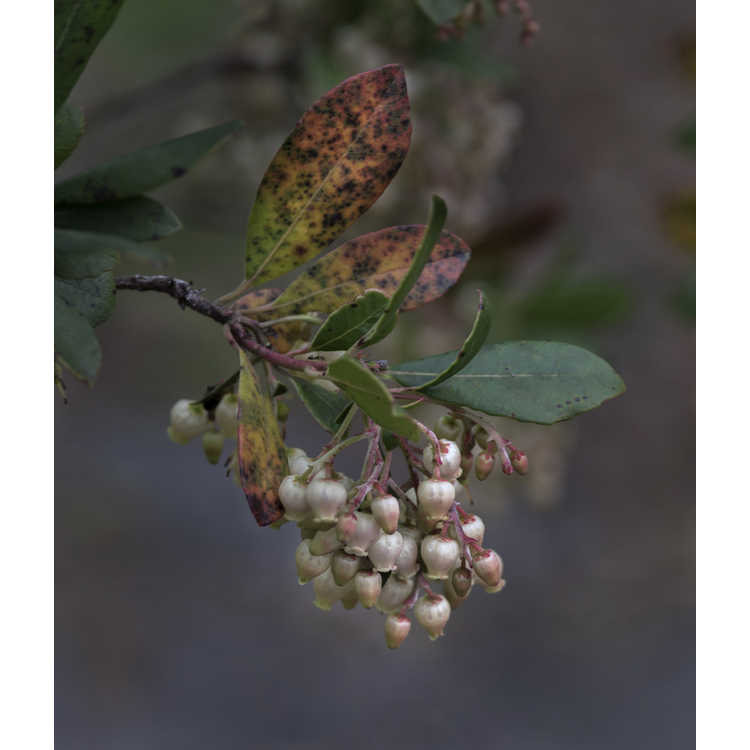 Arbutus unedo 'Compacta' - compact strawberry tree