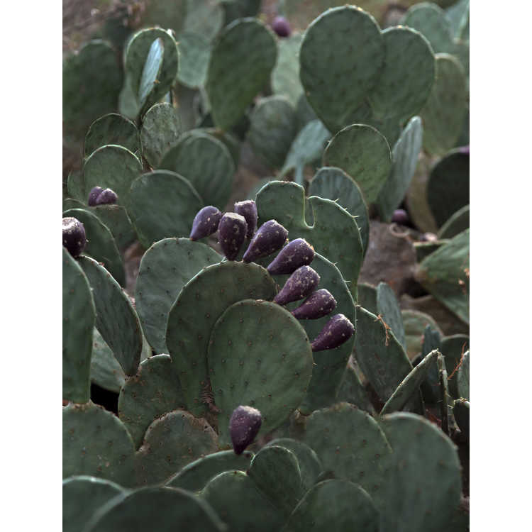 Opuntia ×alta - tall prickly-pear