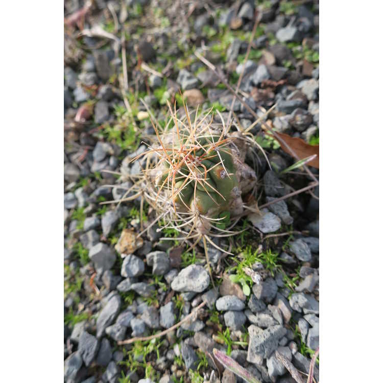 <em>Ferocactus cylindraceus</em> subsp.<em> lecontei</em>
