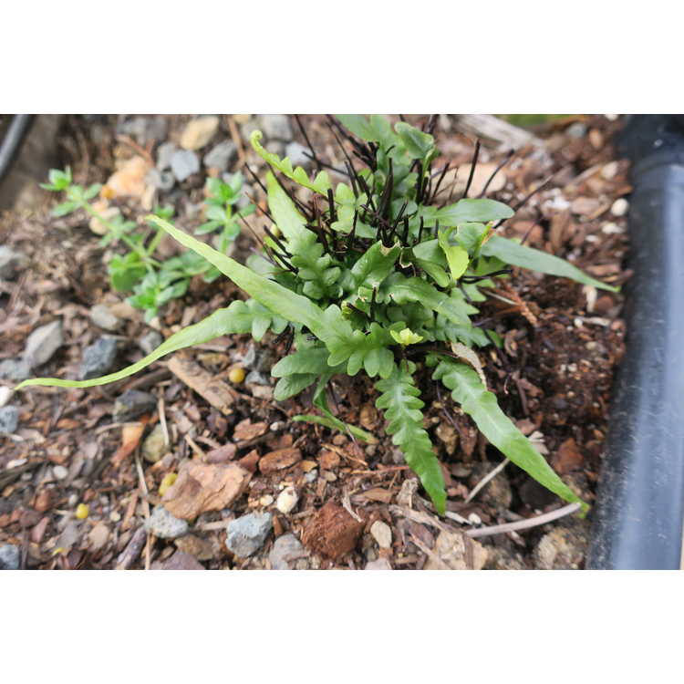 scott's spleenwort or dragontail fern