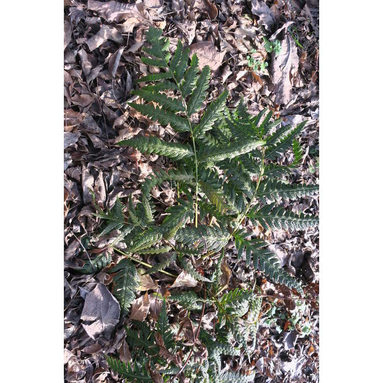 Woodwardia (hybrid)