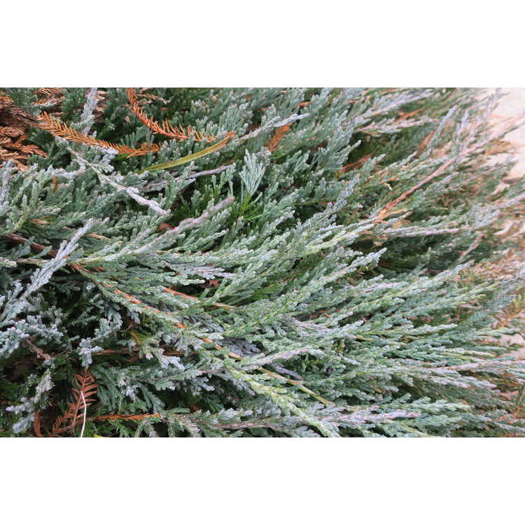 Juniperus horizontalis 'Silver Sheen'