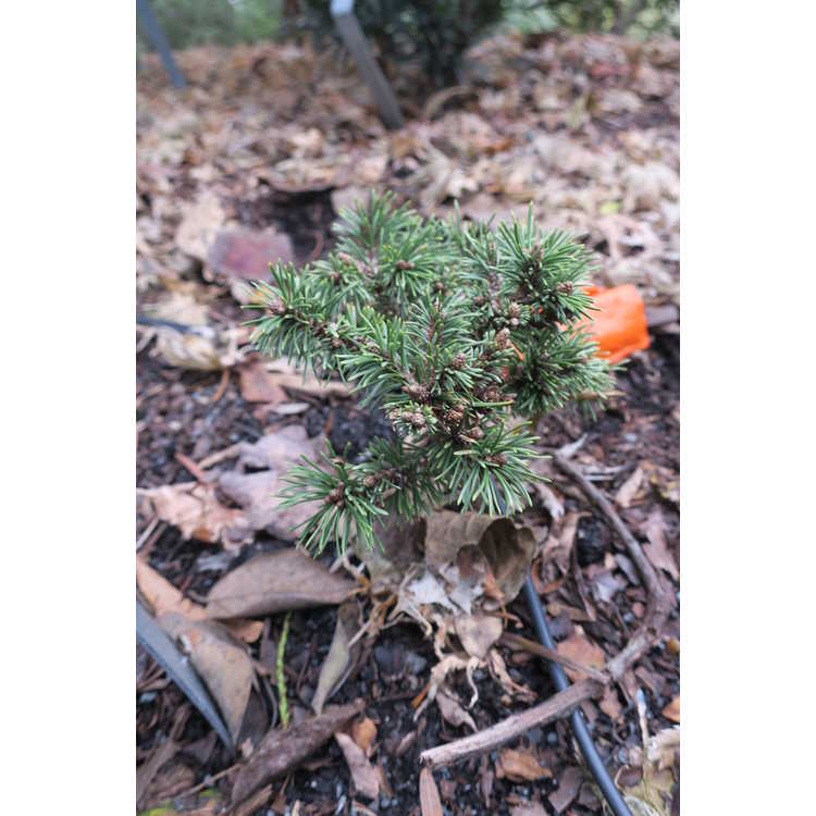 Pinus mugo 'Piggelmee'