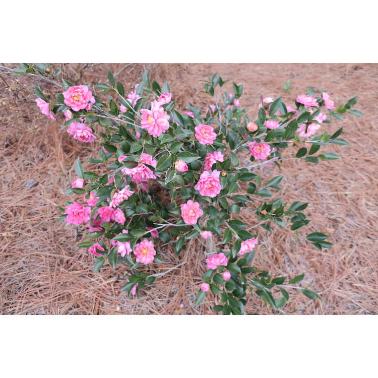 Camellia sasanqua 'Green 01-006'