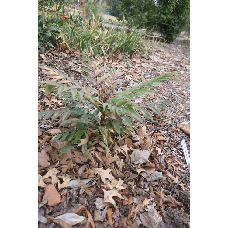 Mahonia eurybracteata (Cistus silver)