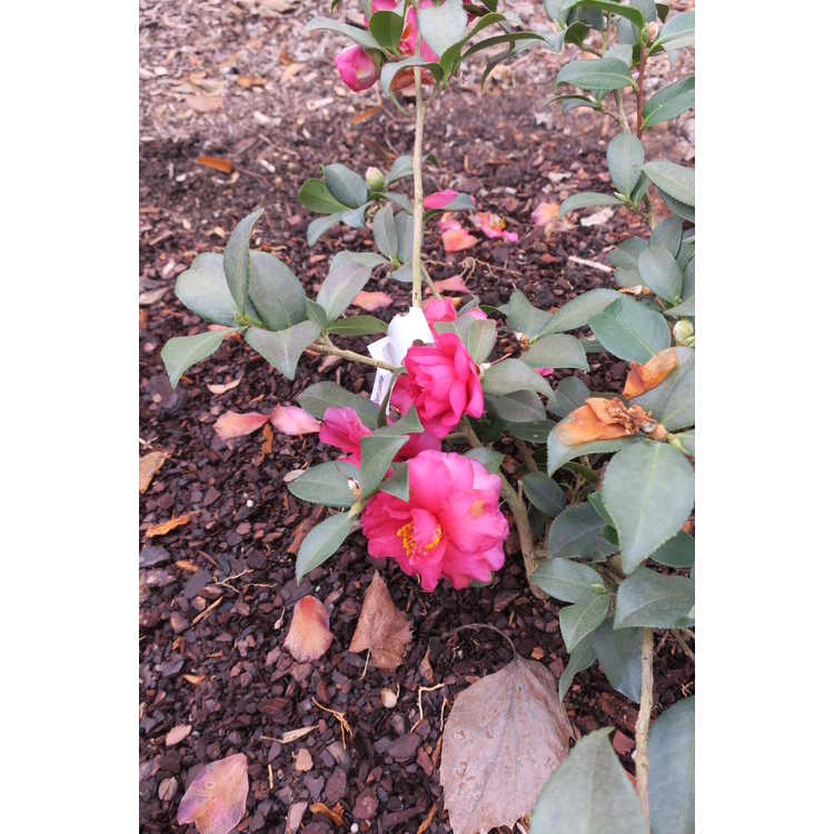 Camellia ×hiemalis 'Shishi Gashira'