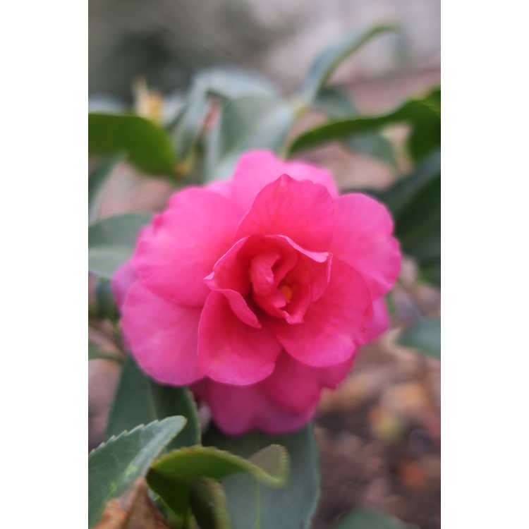 Camellia ×hiemalis 'Shishi Gashira'