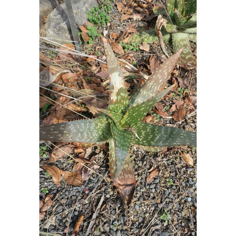 Aloe maculata 'Fort Worth' - soap aloe