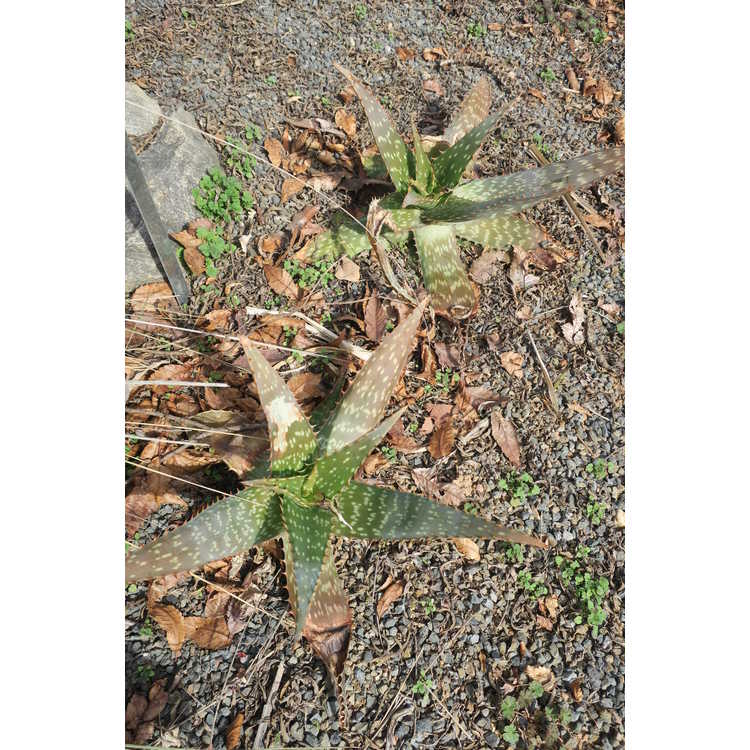 Aloe maculata 'Fort Worth' - soap aloe